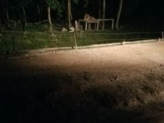 -清迈夜间动物园