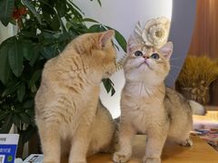 -山宅一喵德文卷毛猫舍