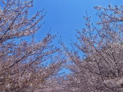 -高东镇樱花园