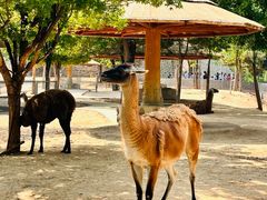 -石家庄市动物园