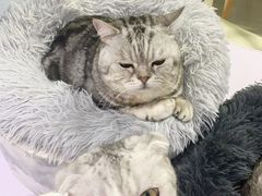 -喵的天空名猫咖啡馆·撸猫·猫舍·用品