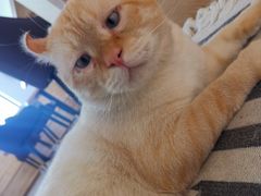 -猫腻·猫咖·撸猫馆(星光大道店)