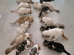 -有喵·猫咖·狗咖·30几只猫10只小狗(岗厦店)