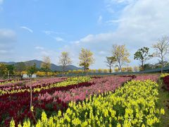 -天适樱花悠乐园