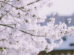 -南汇桃花村