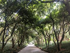 -杭州植物园