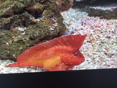 -暹罗海洋世界