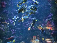 -海合安青岛极地海洋公园