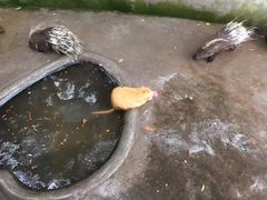 -西霞口神雕山野生动物世界