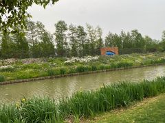 -荷兰花海