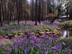 -上海共青森林公园