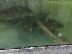 -阳江餐厅·30年老字号·粤菜海鲜大排档