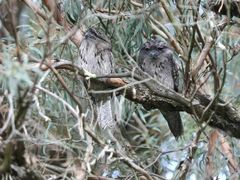 -墨尔本皇家植物园