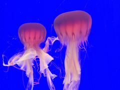 -上海海洋水族馆