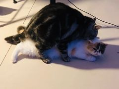 -平行世界·猫咖(首经贸店)