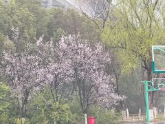 -羊山湖公园