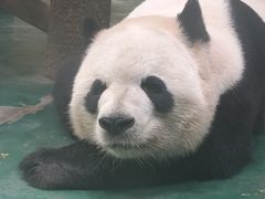 -成都动物园