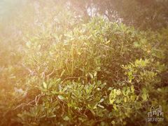 -东寨港红树林旅游区