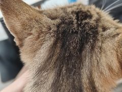 -喵园·猫主题咖啡厅·撸猫·猫咖(国贸店)