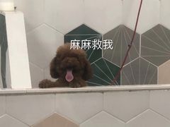 -瑞鹏宠物医院·骨科·猫科·内科(第一中心)