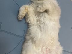 -屋虎猫馆(宝安大仟里店)