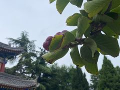 -西安市广仁寺