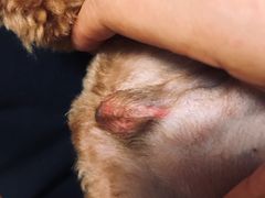 -爱派特动物医院·全科诊疗中心
