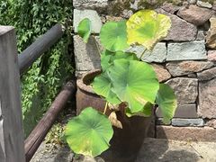 -鸣鹤古镇