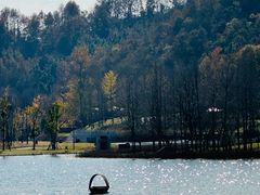 -千年银杏谷文化旅游区