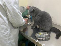 -米苏动物医院·犬猫专科·骨科外科内窥镜