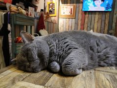 -小时光咖啡馆(开森度假森林店)