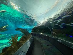 -瑞普利水族馆