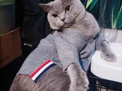 -喵zoo家庭繁育猫舍(尖东智能花园店)