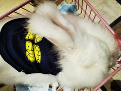 -猫色咖啡·猫咖