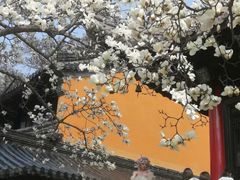 -灵谷景区