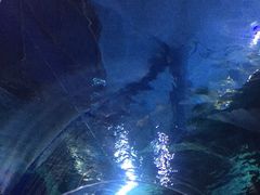 -暹罗海洋世界