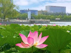 -莲花池公园