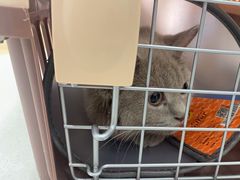 -佳雯宠物医院(四明中路分院)