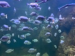 -洛阳龙门海洋馆