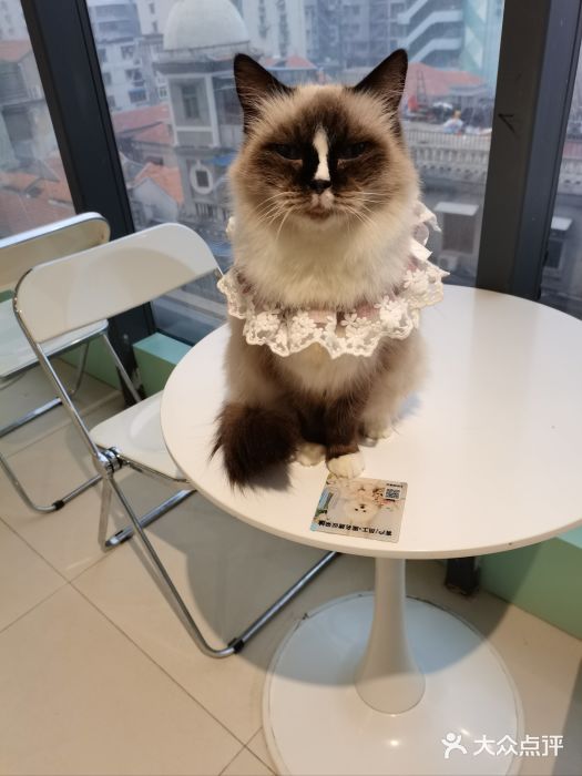 怪兽屋·羊驼·猫咖·狗咖(俊华广场店)图片