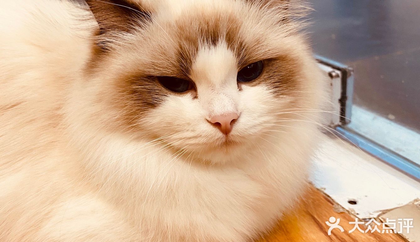 撸猫一时爽，一直撸猫一直爽！