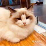 撸猫一时爽，一直撸猫一直爽！