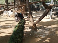 -石家庄市动物园