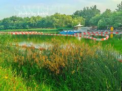 -大兴滨河森林公园