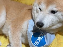 -逗柴咖啡屋·狗咖猫咖宠物桌游