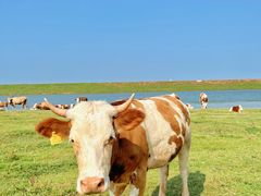 -东关回民小吃一条街(颍河西路店)