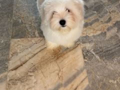 -momokira米努特·德文卷毛猫·棉花面纱犬