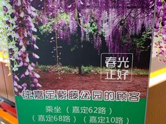 -嘉定紫藤园