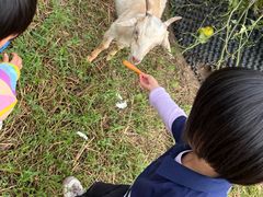 -前小桔亲子创意农场·草莓采摘·露营烧烤