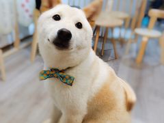 -柴迷FANS CLUB·柴犬狗咖·猫咖